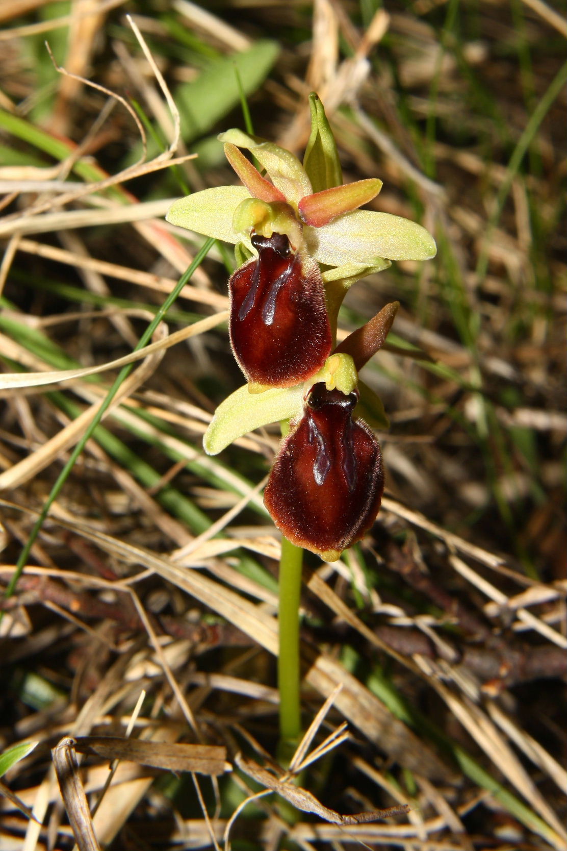 Ophrys exaltata subsp. montis-leonis